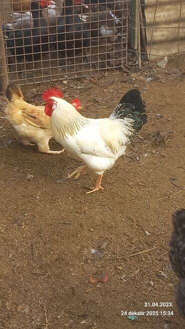 3D panellər: Saxlam xoruzdardi oz heyetimin hevanardi her rgde var — 4