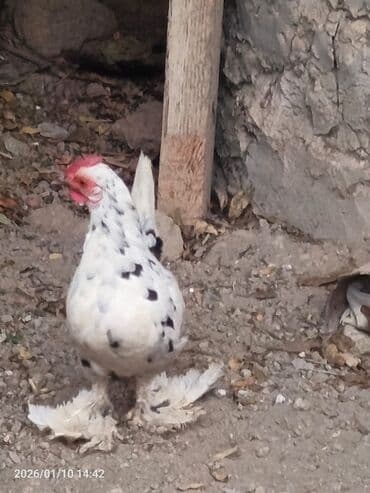 qaz balası qiymeti: Toyuq, Damazlıq — 6