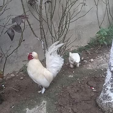 kend cuceleri: Toyuq, Damazlıq — 3