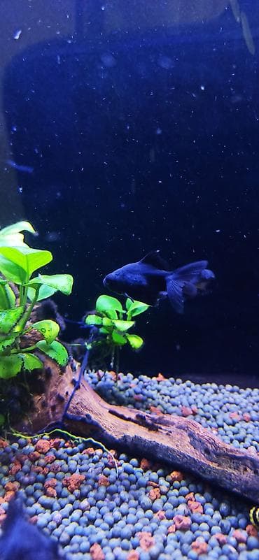 akvarium silikon: Teleskop balığı, Sülhsevər — 1