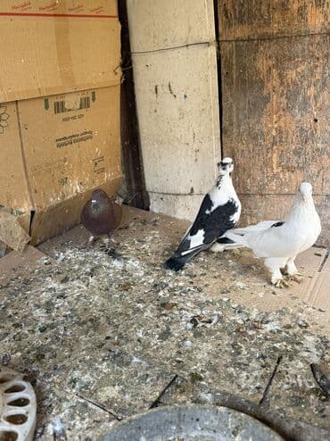 goyerçin: Hamisi 35 azn ciddi alicilar yazsin — 4