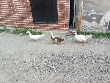 Salam cavan heyvanlardı damazlığ hevanlardı (1 xoruz 2 fərə ördək )