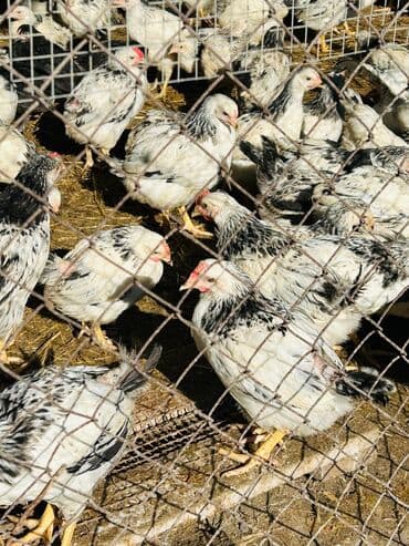 cins inekler: Dişi, Damazlıq — 3