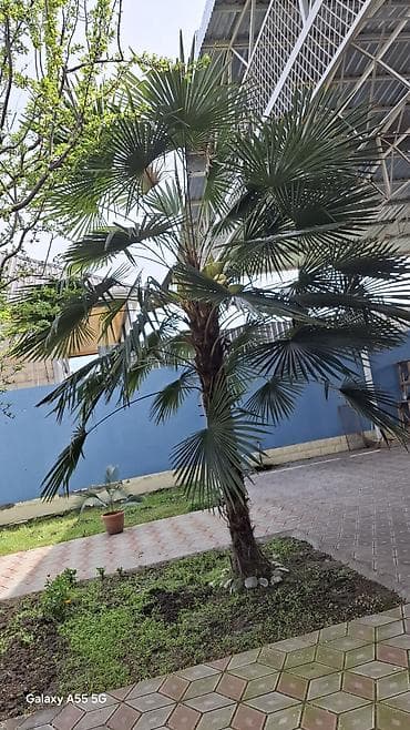 bal qoz qarisimi: Trachycarpus fortunei (yapon xurması/palması) – həyətyanı sahələr — 3