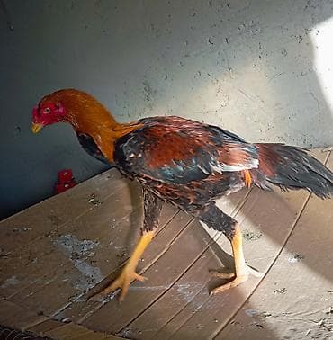 Dovşanlar: Salam. Güclü cins həyrati becələr satılır. Fərqli cinslərdi fərqli — 10