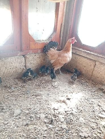 lider 55 toyuq: Toyuq, Yumurtalıq, Ödənişli çatdırılma — 5