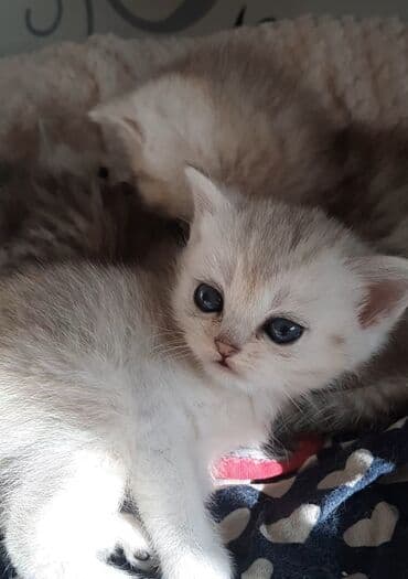 şotlan pisiyi: Britan — 2