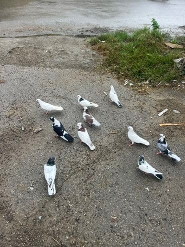 доска объявлений птицы: Salam tərgizilir uçuşlu heyvanlardı. Kom 10 m dan. Qış girdiynə göre — 1