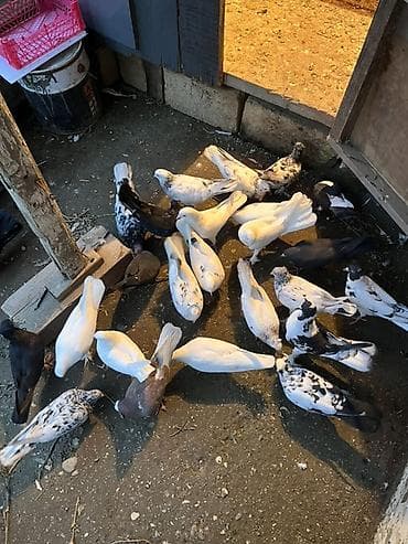 ev damaşnikləri: Şirvandadi — 2