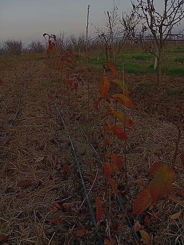 bitki guli: Giləmeyvə və meyvə bağları üçün ixtisaslaşdırılmış tinglər - Məzmun — 4