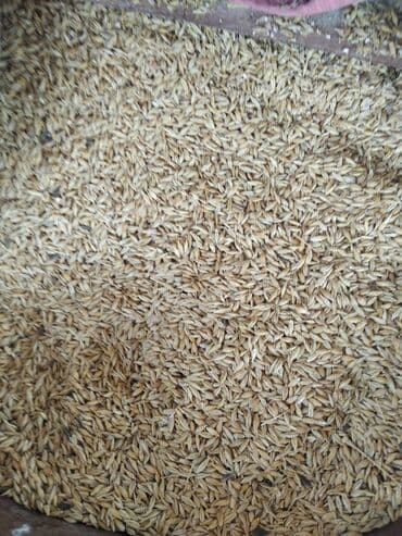 3 d aboylar: Arpa nar dənəsi kimidi Təsvir: - Təbii, qabıqlı arpa dənləri - — 1