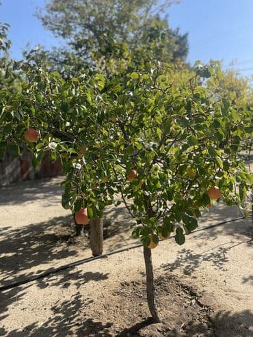 Коммерческая недвижимость: 10 соток, Собственник, Купчая — 5