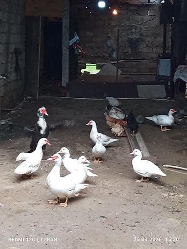 5Dişi 4erkəy Tam sağlam Ördəklərdi Hamsi bir yerdə 180manat