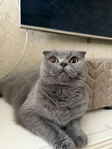 Gəmiricilər: Şotland, Dişi, Yaxşı əllərə — 2