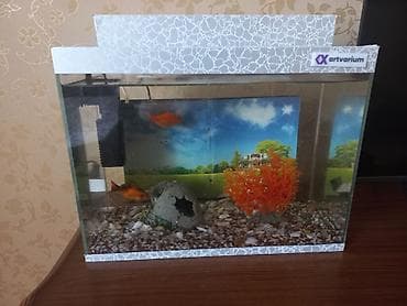 Akvaryum dəsti – Artvarium - Şüşə akvaryum, üst və alt dekorativ