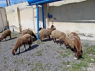 damazlıq: Dişi, Qala, il: 1, 50 kq, Damazlıq, Ünvandan götürmə — 2