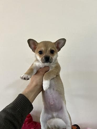 afcarka balalarinin satisi: Çixuahua, 2 ay, Erkek, Peyvəndli, Ödənişli çatdırılma — 3