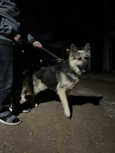 pulsuz itlerin verilmesi: Alman çoban iti, 2 il, Dişi, Peyvəndli, Pulsuz çatdırılma — 3