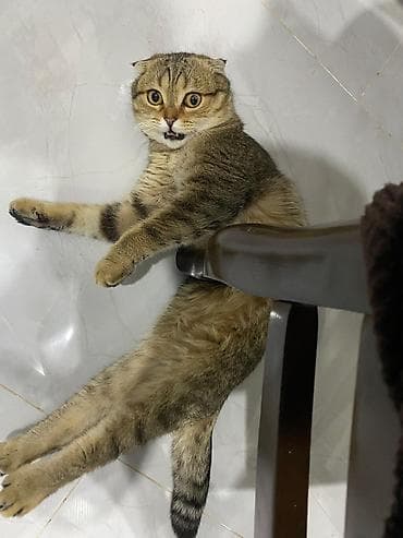 siyam pisiyi: Şotland, Erkək, Yaxşı əllərə, Ünvandan götürmə, Ödənişli çatdırılma — 5