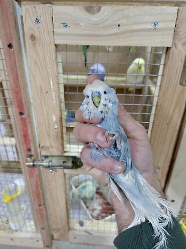 it adları oglan: Vıstıvka erkek 1 yaş 7 ay — 2