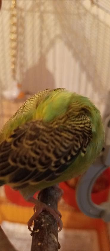 kanqal satilir: Elan 🦜 Satılır iki tutuquşu — Keşa və Kira. Keşa əl öyrəşmişdir, çox — 5