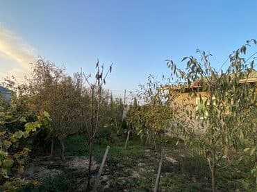 Bağ evi və geniş həyət sahəsi - Tikili: 1 mərtəbəli fərdi yaşayış — 6