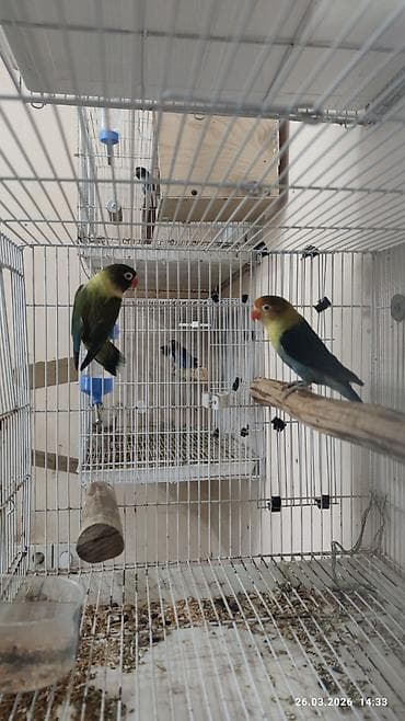 balaca quzu: PAPUQAY FİŞER ERKƏK DİŞİ.TƏK TƏK AYRI QİYMƏT CÜT AYRI QİYMƏTDİ — 4