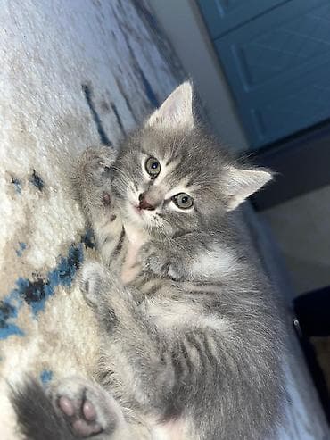 Şotland yastı qulaq — 5