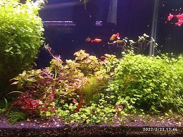 it bala: Akvarium bitkiləri, gübrələr və balıqlar — 4