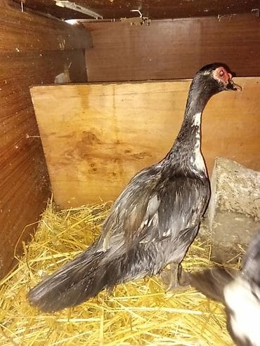 macar ördek: Dişi, | Lal ördək, Damazlıq — 3