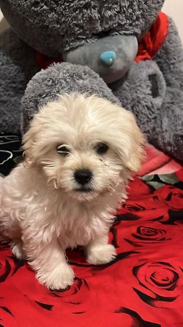 Птицы: Пудель — 1