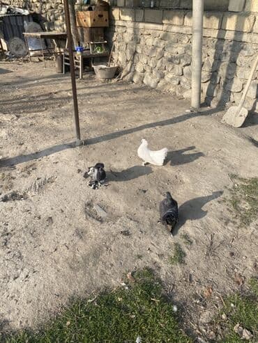 Heyvanlar üçün mallar: ÜNVAN ŞEKİ 3çü bir yerde o qiymete Barterde var fere toyuqla Məhsul — 6