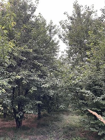 ucuz perdeler bakida: Meyvə bağı – gilas ağacları Magıstral yolun düz qırağında yerləşir — 3