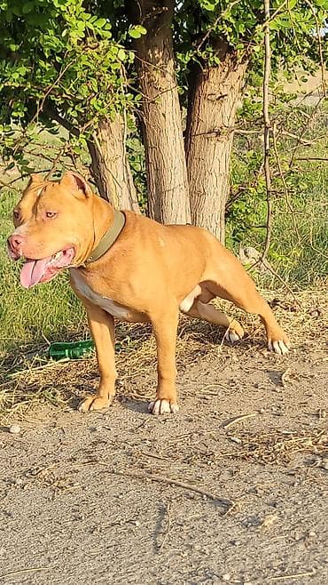doyuş itleri: Pitbul, Erkek — 5