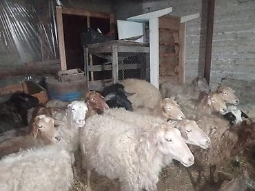romanov qoyunu satilir: Qoyun sürüsü – ət və yun istiqaməti - Növ: qarışıq rəngli yerli — 3