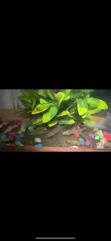 qoyun satılır: Kütüm balıqlar yerim valaca oldugu üçün satoram 18-17 edəddir təcili — 5