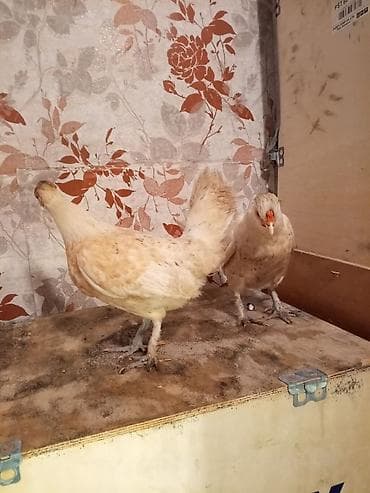 Pişiklər: Toyuq, Damazlıq — 6