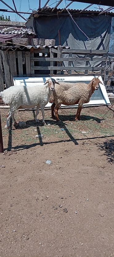 Козы, козлята: Məhsul: kök qoyunlar (2 baş) Təsvir: - Şəkildə iki baş qoyun görünür — 3
