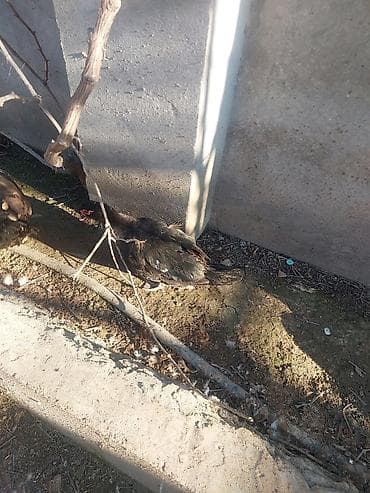 Digər heyvanlar: Erkək, | Lal ördək, Damazlıq, Ünvandan götürmə — 8