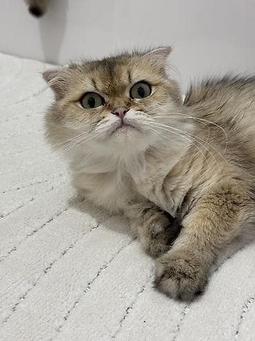 Кошки: Шотландская, Самка, В добрые руки, Самовывоз — 2