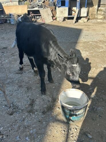 etlik: Dana, buzov, Dişi, ay: 4, Ətlik — 1