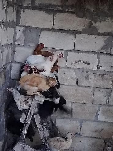 quşlar: Toyuq, Damazlıq — 2