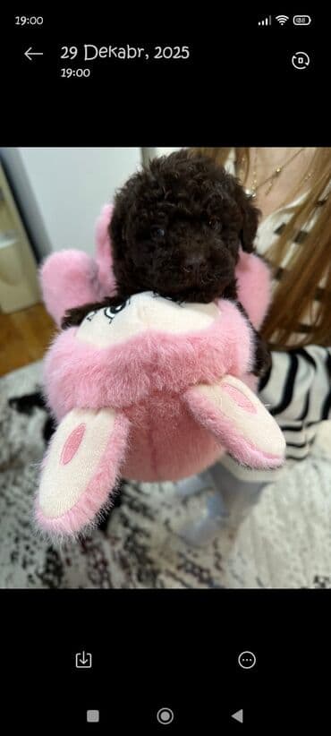 pudel it satisi: Pudel, 2 ay, Erkek — 7