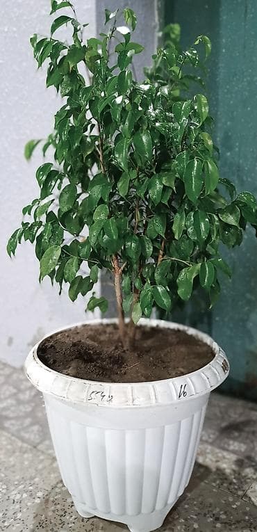 Комнатные растения: Dekorativ Fikus (Ficus benjamina) dibçəkdə. Parlaq yaşıl, sıx — 2