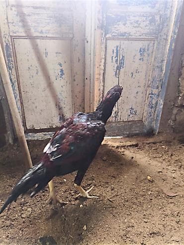 Toyuq, Damazlıq, Ünvandan götürmə lalafo.az -da Toyuq, Damazlıq, Ünvandan götürmə