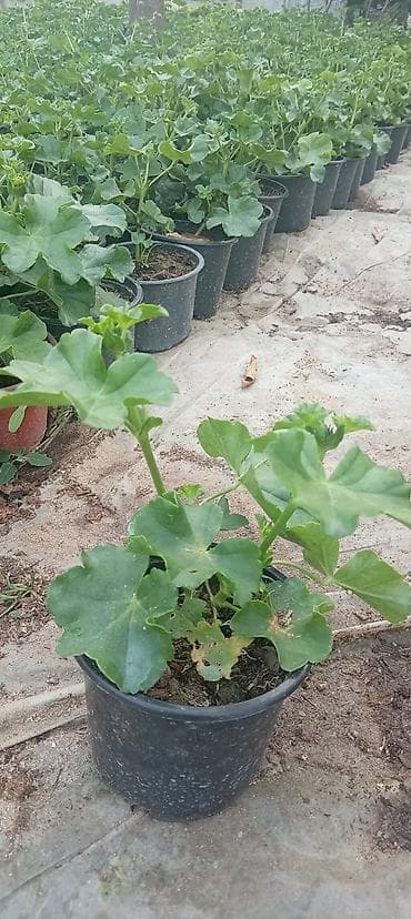 xlorofitum bitkisi: Saksıda sardunya (pelargonium) fidanları - Növ: Pelargonium — 2