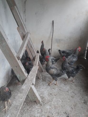 Məhsul: Yerli təsərrüfatdan bar-kəkilli, qara-ağ zolaqlı toyuq və