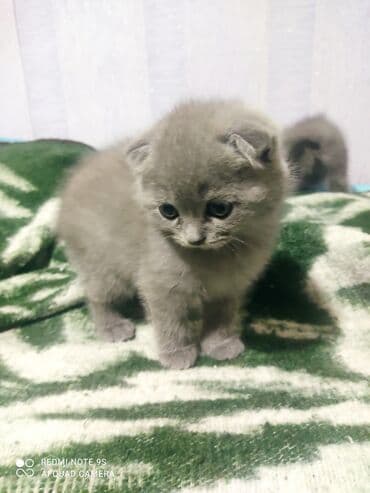 cins toyuq: Şotland, Erkək, Dişi, Yaxşı əllərə, Ünvandan götürmə — 12