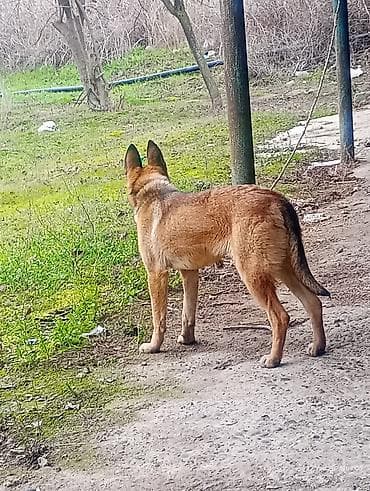 ov it: Peyvəndli — 5