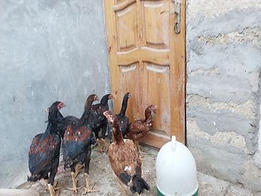 ev itleri satisi: Toyuq cücələri, Damazlıq — 2